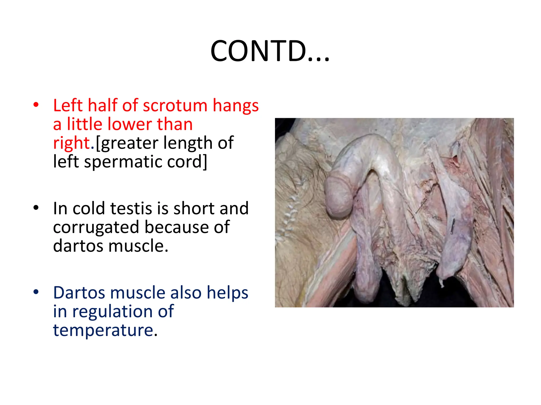 SCROTUM AND TESTIS.pptx anatomy scrotum bdc | PPT