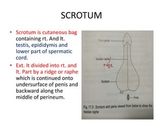 SCROTUM AND TESTIS.pptx anatomy scrotum bdc | PPTX