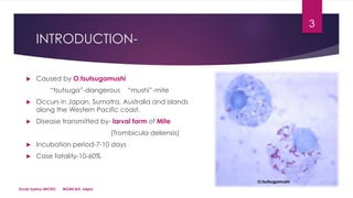 INTRODUCTION-
 Caused by O.tsutsugamushi
“tsutsuga”-dangerous “mushi”-mite
 Occurs in Japan, Sumatra, Australia and islands
along the Western Pacific coast.
 Disease transmitted by- larval form of Mite
(Trombicula deliensis)
 Incubation period-7-10 days
 Case fatality-10-60%
Scrub typhus-MICRO MGMC&H, Jaipur
3
O.tsutsugamushi
 