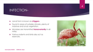 INFECTION-
 Larval form is known as chiggers.
 Found in areas of suitable climate, plenty of
moisture and scrub vegetation.
 Microbes are transmitted transovarianlly in all
mites.
 Various rodents and birds also act as
reservoirs.
Scrub typhus-MICRO MGMC&H, Jaipur
4
CHIGGER
 
