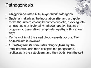 Pathogenesis
• Chigger inoculates O tsutsugamushi pathogens
• Bacteria multiply at the inoculation site, and a papule
forms that ulcerates and becomes necrotic, evolving into
an eschar, with regional lymphadenopathy that may
progress to generalized lymphadenopathy within a few
days
• Perivasculitis of the small blood vessels occurs. The
endothelium is involved;
• O Tsutsugamushi stimulates phagocytosis by the
immune cells, and then escapes the phagosome. It
replicates in the cytoplasm and then buds from the cell
 