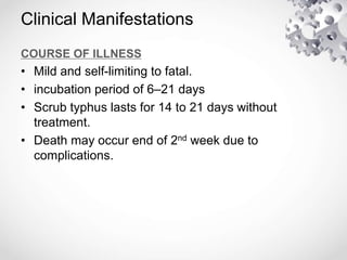 Clinical Manifestations
COURSE OF ILLNESS
• Mild and self-limiting to fatal.
• incubation period of 6–21 days
• Scrub typhus lasts for 14 to 21 days without
treatment.
• Death may occur end of 2nd week due to
complications.
 