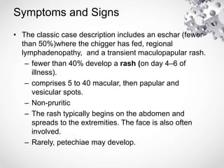 Symptoms and Signs
• The classic case description includes an eschar (fewer
than 50%)where the chigger has fed, regional
lymphadenopathy, and a transient maculopapular rash.
– fewer than 40% develop a rash (on day 4–6 of
illness).
– comprises 5 to 40 macular, then papular and
vesicular spots.
– Non-pruritic
– The rash typically begins on the abdomen and
spreads to the extremities. The face is also often
involved.
– Rarely, petechiae may develop.
 
