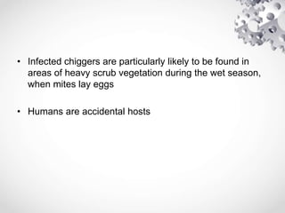 • Infected chiggers are particularly likely to be found in
areas of heavy scrub vegetation during the wet season,
when mites lay eggs
• Humans are accidental hosts
 