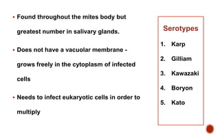  Found throughout the mites body but
greatest number in salivary glands.
 Does not have a vacuolar membrane -
grows freely in the cytoplasm of infected
cells
 Needs to infect eukaryotic cells in order to
multiply
Serotypes
1. Karp
2. Gilliam
3. Kawazaki
4. Boryon
5. Kato
 