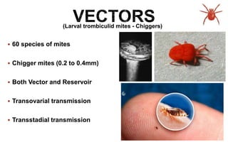  60 species of mites
 Chigger mites (0.2 to 0.4mm)
 Both Vector and Reservoir
 Transovarial transmission
 Transstadial transmission
(Larval trombiculid mites - Chiggers)
 