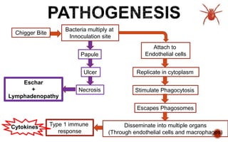 Chigger Bite
Bacteria multiply at
Innoculation site
Attach to
Endothelial cells
Stimulate Phagocytosis
Escapes Phagosomes
Replicate in cytoplasm
Disseminate into multiple organs
(Through endothelial cells and macrophages)
Type 1 immune
response
Papule
Ulcer
Necrosis
Eschar
+
Lymphadenopathy
Cytokines
 