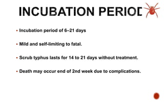  Incubation period of 6–21 days
 Mild and self-limiting to fatal.
 Scrub typhus lasts for 14 to 21 days without treatment.
 Death may occur end of 2nd week due to complications.
 