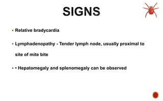  Relative bradycardia
 Lymphadenopathy - Tender lymph node, usually proximal to
site of mite bite
 • Hepatomegaly and splenomegaly can be observed
 
