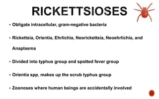  Obligate intracellular, gram-negative bacteria
 Rickettsia, Orientia, Ehrlichia, Neorickettsia, Neoehrlichia, and
Anaplasma
 Divided into typhus group and spotted fever group
 Orientia spp. makes up the scrub typhus group
 Zoonoses where human beings are accidentally involved
 