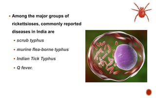  Among the major groups of
rickettsioses, commonly reported
diseases in India are
 scrub typhus
 murine flea-borne typhus
 Indian Tick Typhus
 Q fever.
 