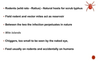  Rodents (wild rats - Rattus) - Natural hosts for scrub typhus
 Field rodent and vector mites act as reservoir
 Between the two the infection perpetuates in nature
 Mite islands
 Chiggers, too small to be seen by the naked eye,
 Feed usually on rodents and accidentally on humans
 