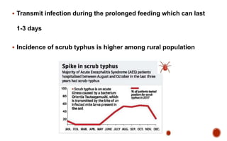  Transmit infection during the prolonged feeding which can last
1-3 days
 Incidence of scrub typhus is higher among rural population
 