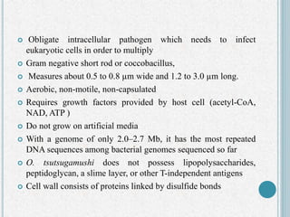  Obligate intracellular pathogen which needs to infect
eukaryotic cells in order to multiply
 Gram negative short rod or coccobacillus,
 Measures about 0.5 to 0.8 µm wide and 1.2 to 3.0 µm long.
 Aerobic, non-motile, non-capsulated
 Requires growth factors provided by host cell (acetyl-CoA,
NAD, ATP )
 Do not grow on artificial media
 With a genome of only 2.0–2.7 Mb, it has the most repeated
DNA sequences among bacterial genomes sequenced so far
 O. tsutsugamushi does not possess lipopolysaccharides,
peptidoglycan, a slime layer, or other T-independent antigens
 Cell wall consists of proteins linked by disulfide bonds
 