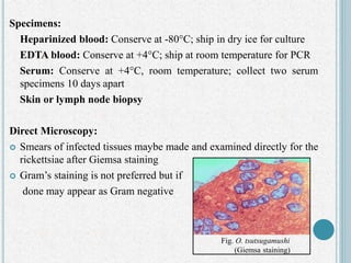 Specimens:
Heparinized blood: Conserve at -80°C; ship in dry ice for culture
EDTA blood: Conserve at +4°C; ship at room temperature for PCR
Serum: Conserve at +4°C, room temperature; collect two serum
specimens 10 days apart
Skin or lymph node biopsy
Direct Microscopy:
 Smears of infected tissues maybe made and examined directly for the
rickettsiae after Giemsa staining
 Gram’s staining is not preferred but if
done may appear as Gram negative
Fig. O. tsutsugamushi
(Giemsa staining)
 