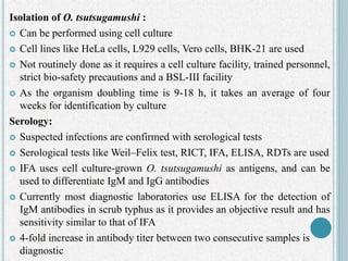 Isolation of O. tsutsugamushi :
 Can be performed using cell culture
 Cell lines like HeLa cells, L929 cells, Vero cells, BHK-21 are used
 Not routinely done as it requires a cell culture facility, trained personnel,
strict bio-safety precautions and a BSL-III facility
 As the organism doubling time is 9-18 h, it takes an average of four
weeks for identification by culture
Serology:
 Suspected infections are confirmed with serological tests
 Serological tests like Weil–Felix test, RICT, IFA, ELISA, RDTs are used
 IFA uses cell culture-grown O. tsutsugamushi as antigens, and can be
used to differentiate IgM and IgG antibodies
 Currently most diagnostic laboratories use ELISA for the detection of
IgM antibodies in scrub typhus as it provides an objective result and has
sensitivity similar to that of IFA
 4-fold increase in antibody titer between two consecutive samples is
diagnostic
 