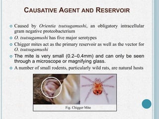 CAUSATIVE AGENT AND RESERVOIR
 Caused by Orientia tsutsugamushi, an obligatory intracellular
gram negative proteobacterium
 O. tsutsugamushi has five major serotypes
 Chigger mites act as the primary reservoir as well as the vector for
O. tsutsugamushi
 The mite is very small (0.2–0.4mm) and can only be seen
through a microscope or magnifying glass.
 A number of small rodents, particularly wild rats, are natural hosts
Fig. Chigger Mite
 