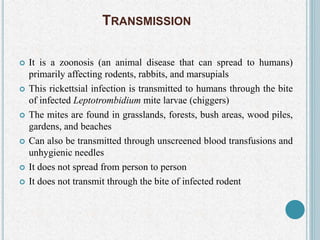 TRANSMISSION
 It is a zoonosis (an animal disease that can spread to humans)
primarily affecting rodents, rabbits, and marsupials
 This rickettsial infection is transmitted to humans through the bite
of infected Leptotrombidium mite larvae (chiggers)
 The mites are found in grasslands, forests, bush areas, wood piles,
gardens, and beaches
 Can also be transmitted through unscreened blood transfusions and
unhygienic needles
 It does not spread from person to person
 It does not transmit through the bite of infected rodent
 