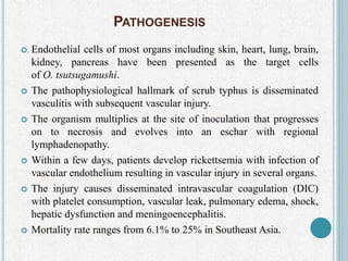 PATHOGENESIS
 Endothelial cells of most organs including skin, heart, lung, brain,
kidney, pancreas have been presented as the target cells
of O. tsutsugamushi.
 The pathophysiological hallmark of scrub typhus is disseminated
vasculitis with subsequent vascular injury.
 The organism multiplies at the site of inoculation that progresses
on to necrosis and evolves into an eschar with regional
lymphadenopathy.
 Within a few days, patients develop rickettsemia with infection of
vascular endothelium resulting in vascular injury in several organs.
 The injury causes disseminated intravascular coagulation (DIC)
with platelet consumption, vascular leak, pulmonary edema, shock,
hepatic dysfunction and meningoencephalitis.
 Mortality rate ranges from 6.1% to 25% in Southeast Asia.
 