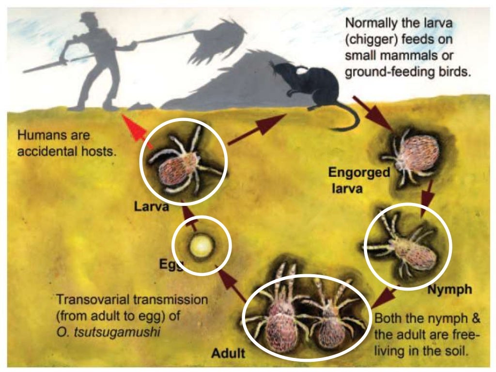 Scrub typhus 2016 Epidemiology Symptoms Diagnosis Management