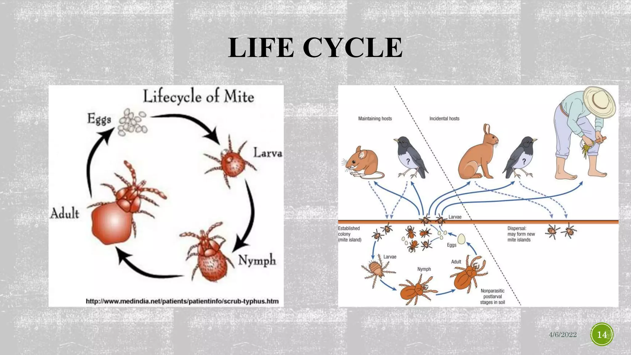 LIFE CYCLE
4/6/2022 14
 