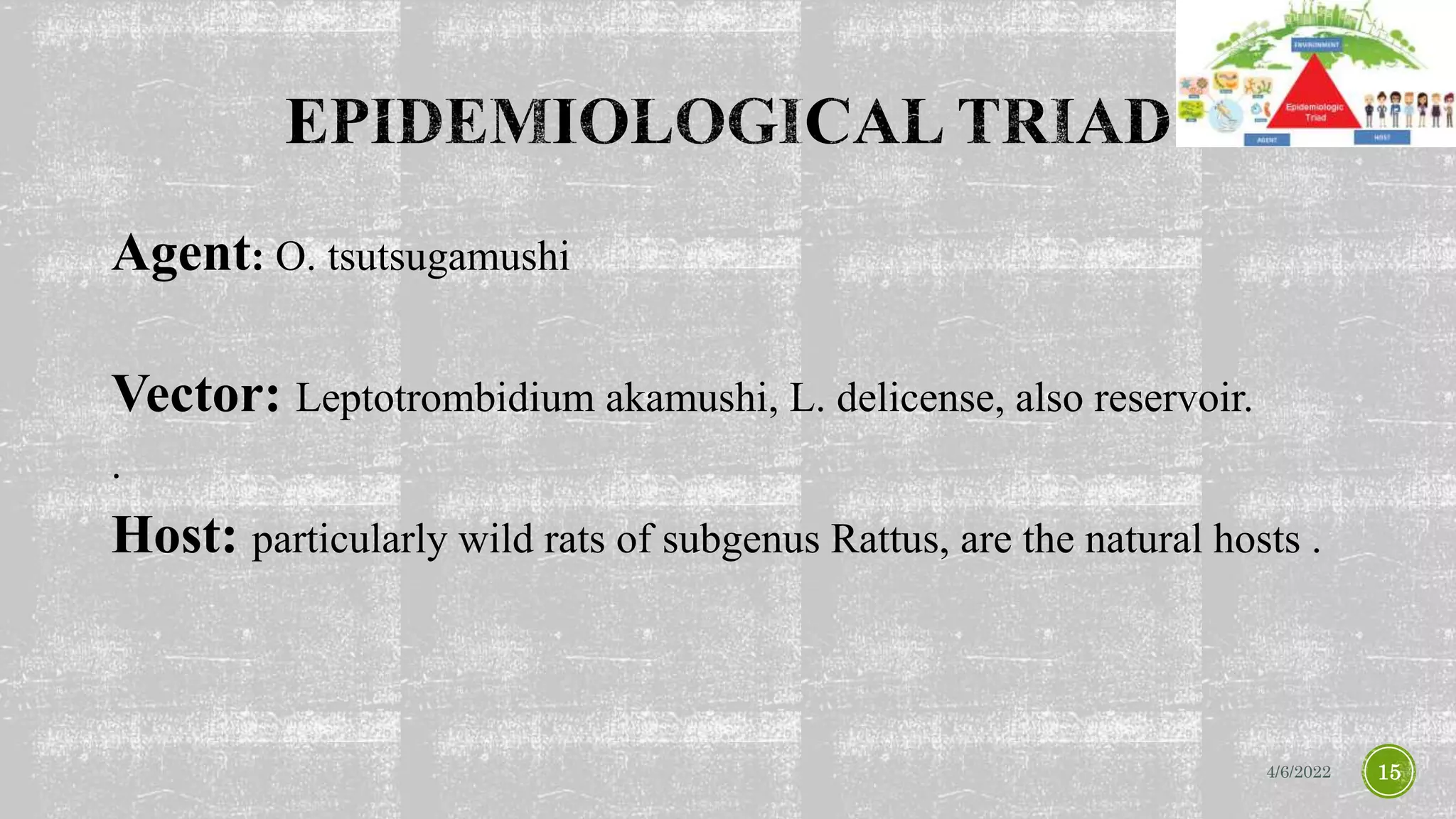 Agent: O. tsutsugamushi
Vector: Leptotrombidium akamushi, L. delicense, also reservoir.
.
Host: particularly wild rats of subgenus Rattus, are the natural hosts .
4/6/2022 15
 
