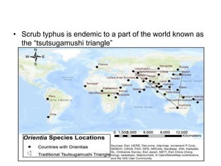 • Scrub typhus is endemic to a part of the world known as
the “tsutsugamushi triangle”
 