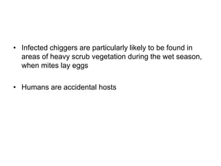 • Infected chiggers are particularly likely to be found in
areas of heavy scrub vegetation during the wet season,
when mites lay eggs
• Humans are accidental hosts
 