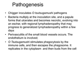 Pathogenesis
• Chigger inoculates O tsutsugamushi pathogens
• Bacteria multiply at the inoculation site, and a papule
forms that ulcerates and becomes necrotic, evolving into
an eschar, with regional lymphadenopathy that may
progress to generalized lymphadenopathy within a few
days
• Perivasculitis of the small blood vessels occurs. The
endothelium is involved;
• O Tsutsugamushi stimulates phagocytosis by the
immune cells, and then escapes the phagosome. It
replicates in the cytoplasm and then buds from the cell
 