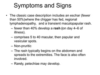 Symptoms and Signs
• The classic case description includes an eschar (fewer
than 50%)where the chigger has fed, regional
lymphadenopathy, and a transient maculopapular rash.
– fewer than 40% develop a rash (on day 4–6 of
illness).
– comprises 5 to 40 macular, then papular and
vesicular spots.
– Non-pruritic
– The rash typically begins on the abdomen and
spreads to the extremities. The face is also often
involved.
– Rarely, petechiae may develop.
 