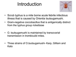 Introduction
• Scrub typhus is a mite borne acute febrile infectious
illness that is caused by Orientia tsutsugamushi.
• Gram-negative coccobacillus that is antigenically distinct
from the typhus group rickettsiae
• O. tsutsugamushi is maintained by transovarial
transmission in trombiculid mites.
• Three strains of O.tsutsugamushi- Karp, Gilliam and
Kato
 