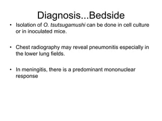 Diagnosis...Bedside
• Isolation of O. tsutsugamushi can be done in cell culture
or in inoculated mice.
• Chest radiography may reveal pneumonitis especially in
the lower lung fields.
• In meningitis, there is a predominant mononuclear
response
 