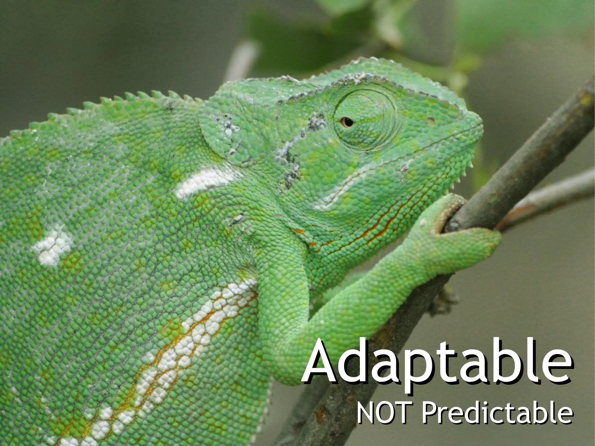 Adaptable
 NOT Predictable
 