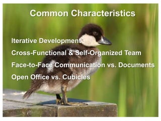 Common Characteristics

Iterative Development
Cross-Functional & Self-Organized Team
Face-to-Face Communication vs. Documents
Open Office vs. Cubicles
 