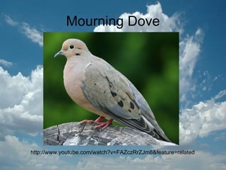 Mourning Dove http://www.youtube.com/watch?v=FAZczRrZJm8&feature=related