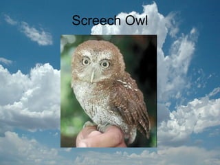 Screech Owl