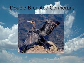 Double Breasted Cormorant