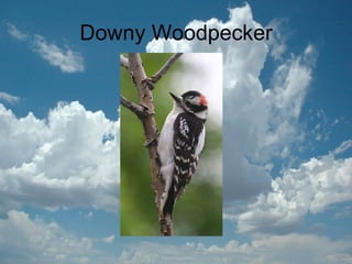 Downy Woodpecker
