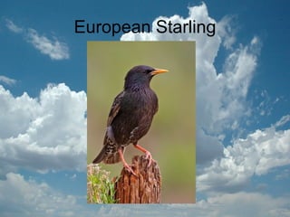 European Starling