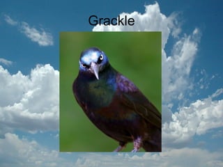 Grackle