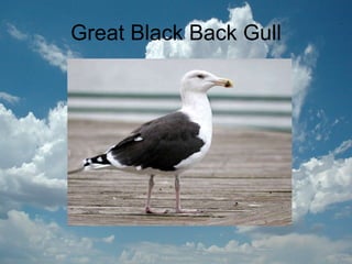 Great Black Back Gull