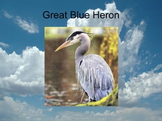 Great Blue Heron