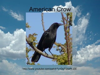 American Crow http://www.youtube.com/watch?v=DqTS4aPLtZE