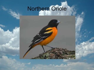 Northern Oriole