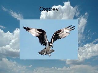 Osprey