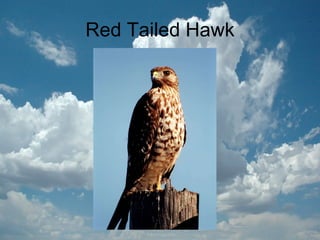 Red Tailed Hawk