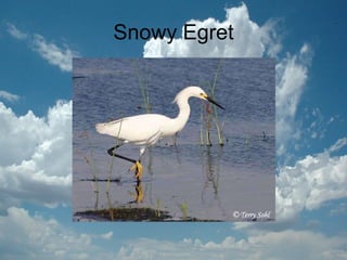 Snowy Egret