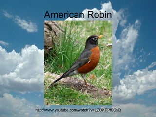 American Robin http://www.youtube.com/watch?v=LZOKPPf0CsQ