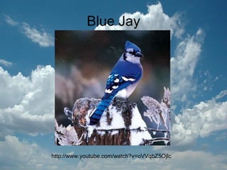 Blue Jay http://www.youtube.com/watch?v=oVVqbZ5Ojlc
