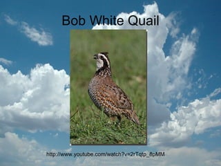 Bob White Quail http://www.youtube.com/watch?v=2rTqtp_8pMM